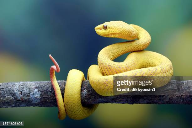 close-up of a yellow pit viper coiled on a branch, indonesia - coiling stock pictures, royalty-free photos & images
