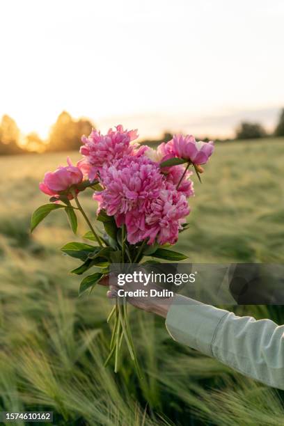 woman's hand holding a bunch of pink peonies in a wheat field at sunset, belarus - peony stock pictures, royalty-free photos & images