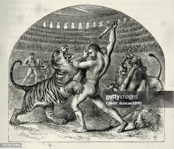 antikes rom, bestiarius, bestiarii gladiatoren kämpfen im kolosseum gegen tiger und löwen - gladiator stock-grafiken, -clipart, -cartoons und -symbole