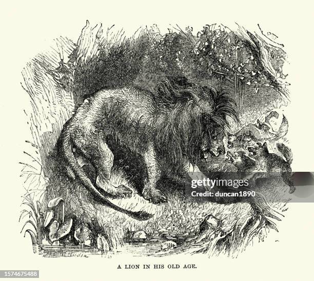 ilustraciones, imágenes clip art, dibujos animados e iconos de stock de león en su vejez atacado por chacales, arte victoriano de la vida silvestre - lion-fight-drawing