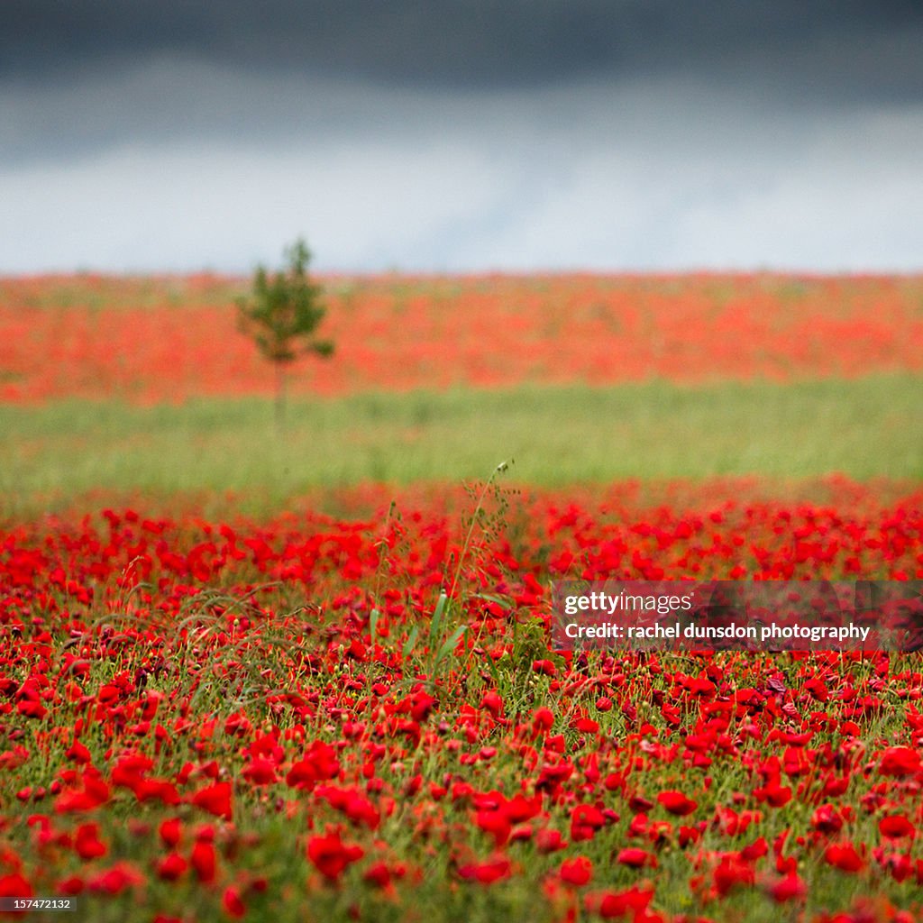 Poppies in a blur