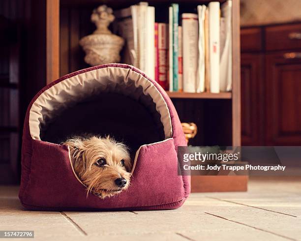 the dog bed - dierenmand stockfoto's en -beelden