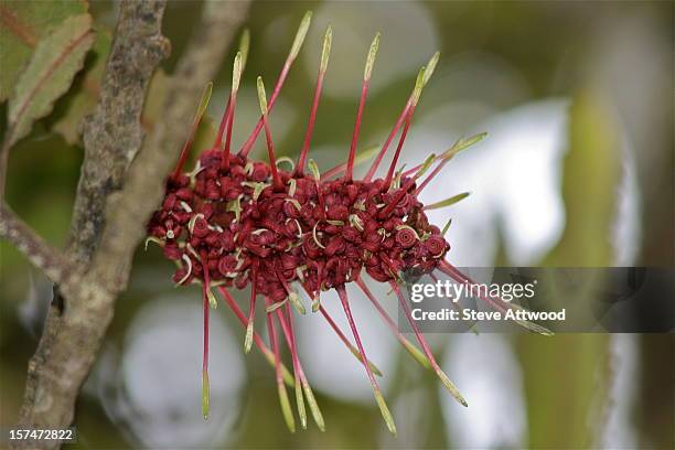 Knightia Tree 17 Knightia Stock Photos, High-Res Pictures, and Images - Getty Images
