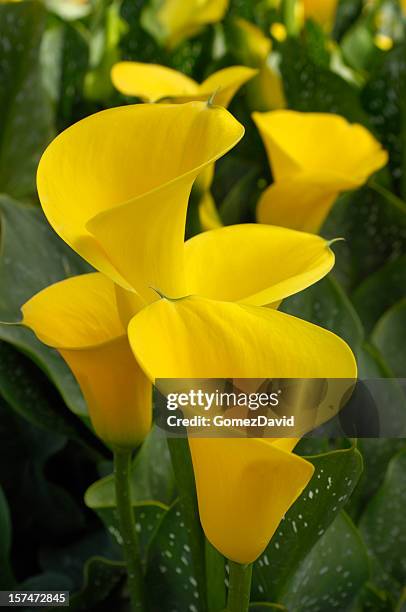 close-up of amarillo lilies lirios - alcatraz fotografías e imágenes de stock