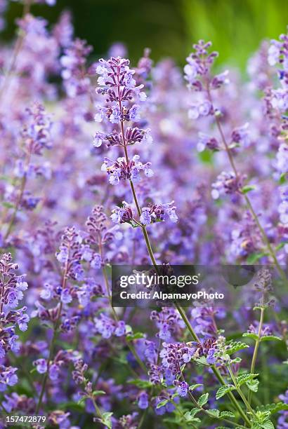 catmint / catnip, nepeta racemosa 'walker's low' - iv - catmint stock pictures, royalty-free photos & images