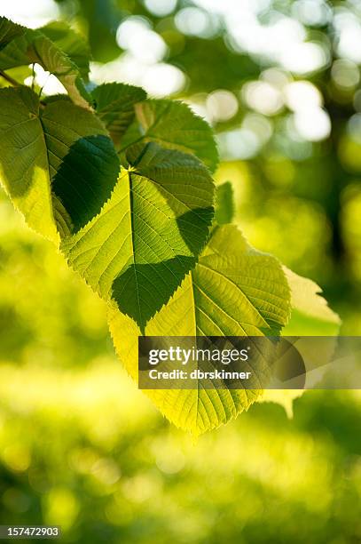 leaf background - lime tree stock pictures, royalty-free photos & images