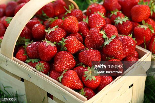 home grown strawberries in wooden basket - strawberry stock pictures, royalty-free photos & images