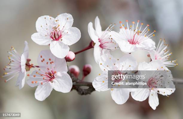 almond blossom - almond stock pictures, royalty-free photos & images