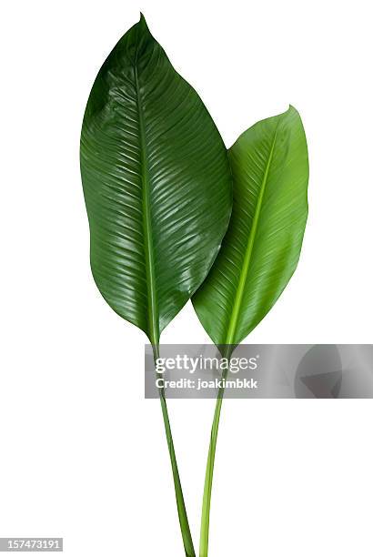 tropical green leaf isolated on white with clipping path - leaf stockfoto's en -beelden