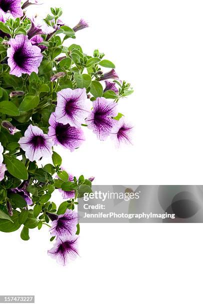 pink petunias on white - blomkorg bildbanksfoton och bilder