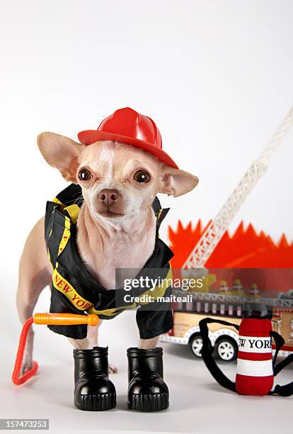 Pet Fire Rescue Fotografías e imágenes de stock - Getty Images