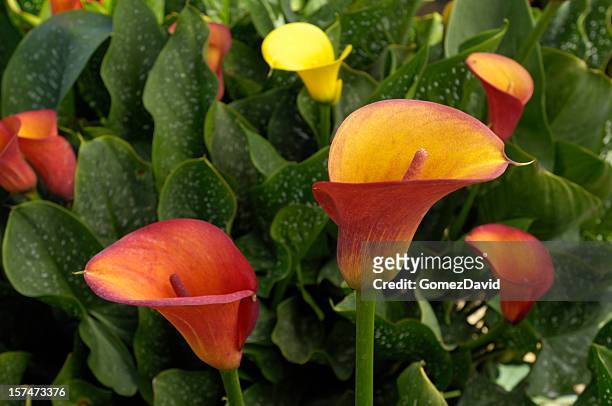 close-up of colorful calla lilies - aronskelk stockfoto's en -beelden