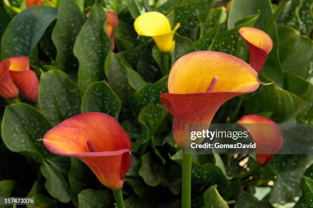 close-up of colorful calla lilies - calla lily stock pictures, royalty-free photos & images