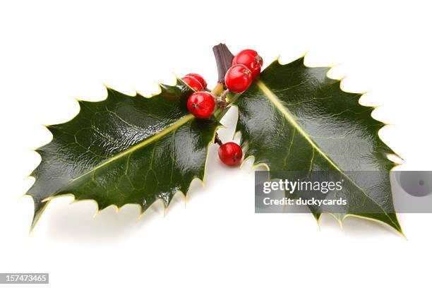 real holly sprig with berries - hulst stockfoto's en -beelden
