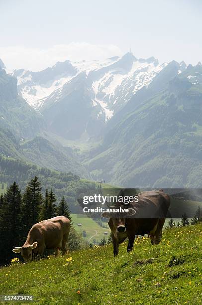 cow braunvieh in alpiner umgebung - female cows with horns stock-fotos und bilder