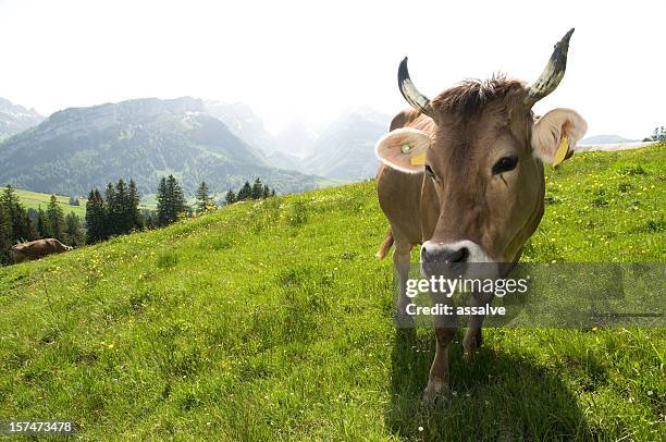 kuh blick in die kamera. - female cows with horns stock-fotos und bilder