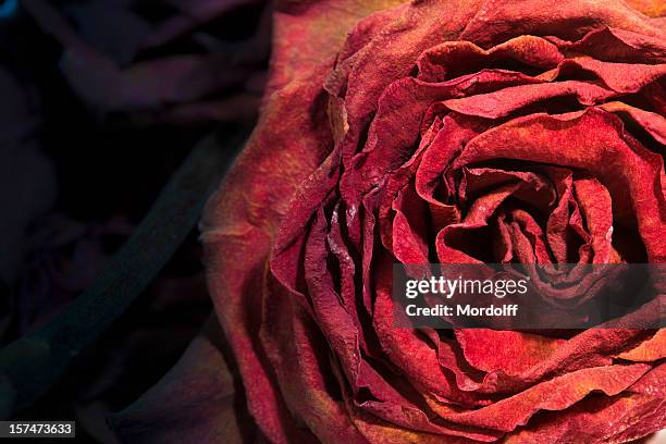 secar muertos rose - wilted plant fotografías e imágenes de stock