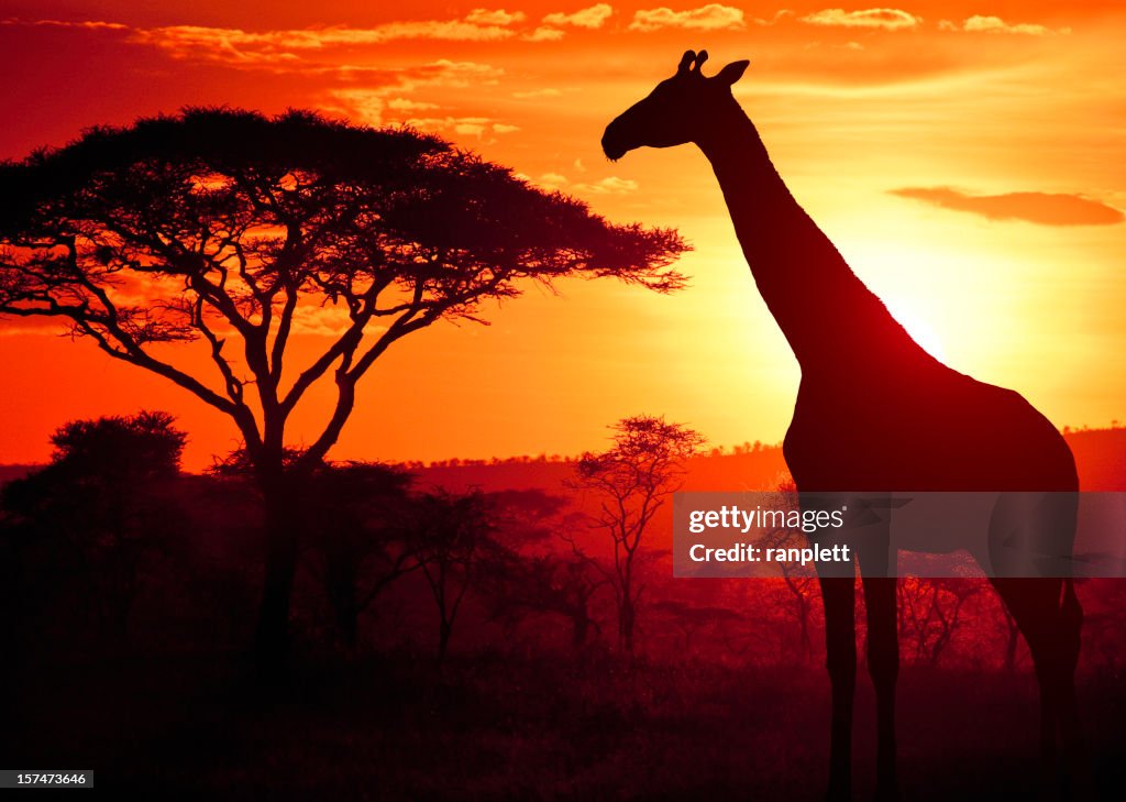 African Giraffe at Sunset