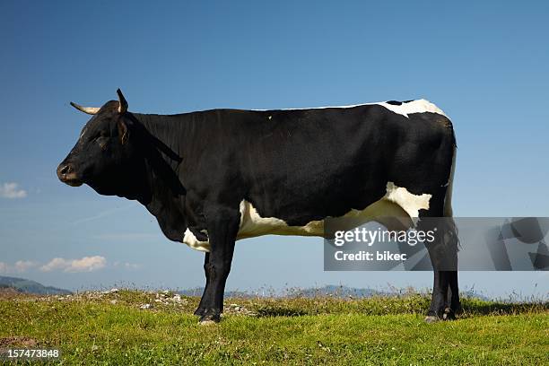 la vache noire - vache noire et blanche photos et images de collection