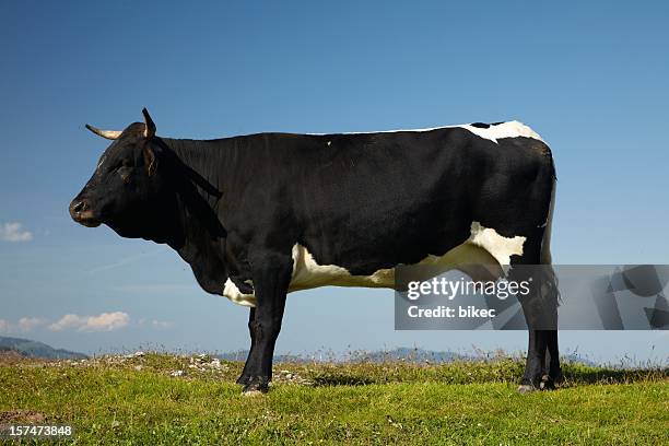 black cow - horned stockfoto's en -beelden