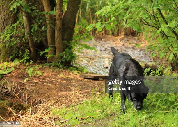 wet dog searching forest floor - pejft stock pictures, royalty-free photos & images