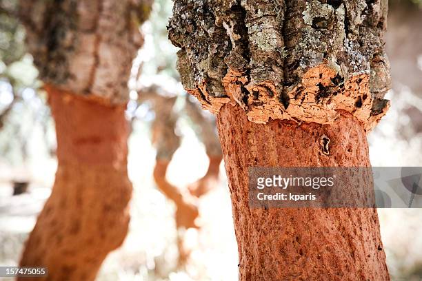 árbol de amur la agricultura - cork tree fotografías e imágenes de stock