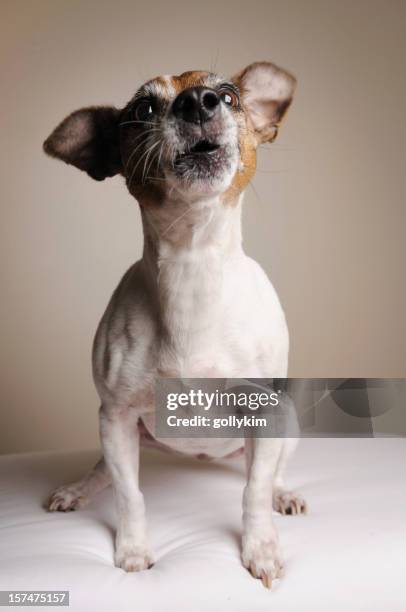 jack rusell terrier howling - dog howling stock pictures, royalty-free photos & images