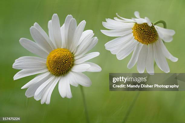 talk to me - ox eye daisy stock pictures, royalty-free photos & images