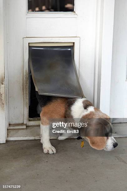 beagle coming through dog flap - doggie door stock pictures, royalty-free photos & images