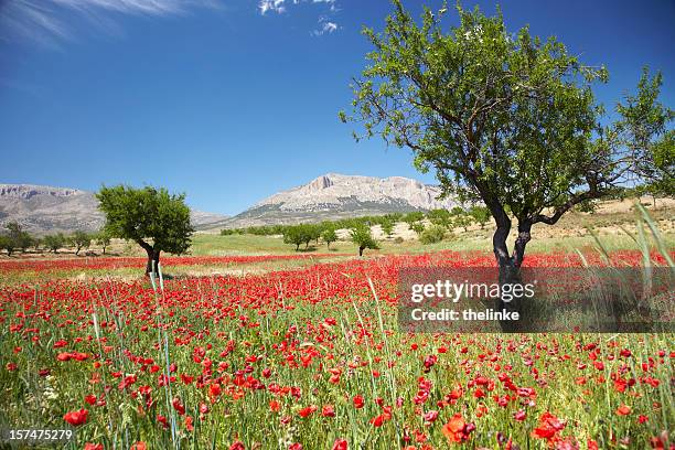 mohn feld mit mandelbäumen - murcia stock-fotos und bilder