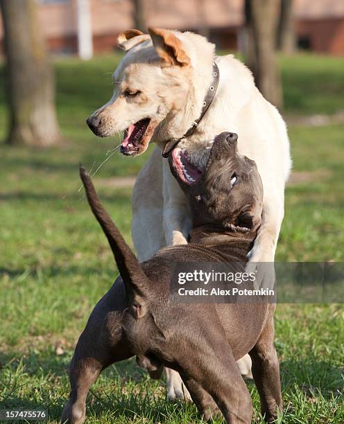 doggish scuffle: labrador retriever and pitbull terrier - dog fighting stock pictures, royalty-free photos & images