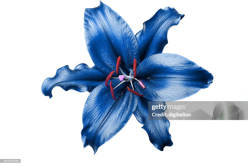 Exotic blue lily on white background