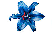 Exotic blue lily on white background