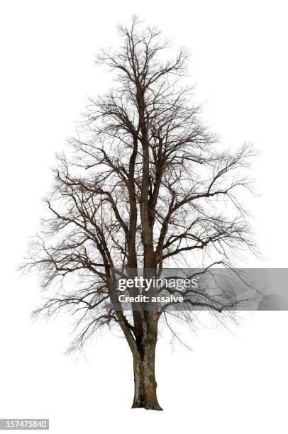 linden tree isolated on white - kale boom stockfoto's en -beelden