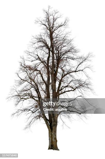 linden tree isolated on white - lövfällande träd bildbanksfoton och bilder