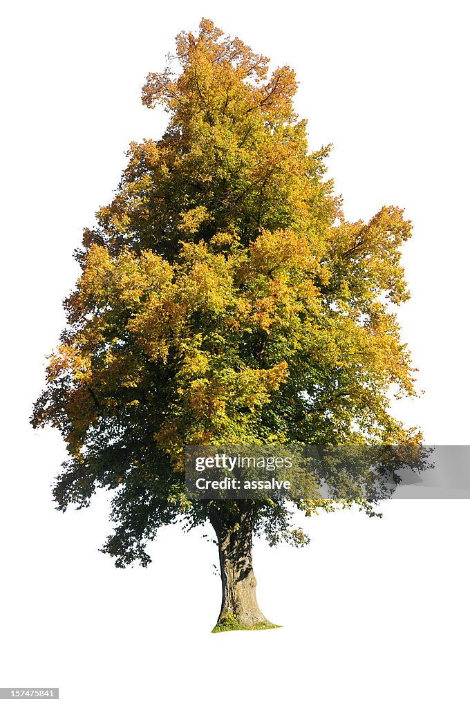 Isolated tree in autumn