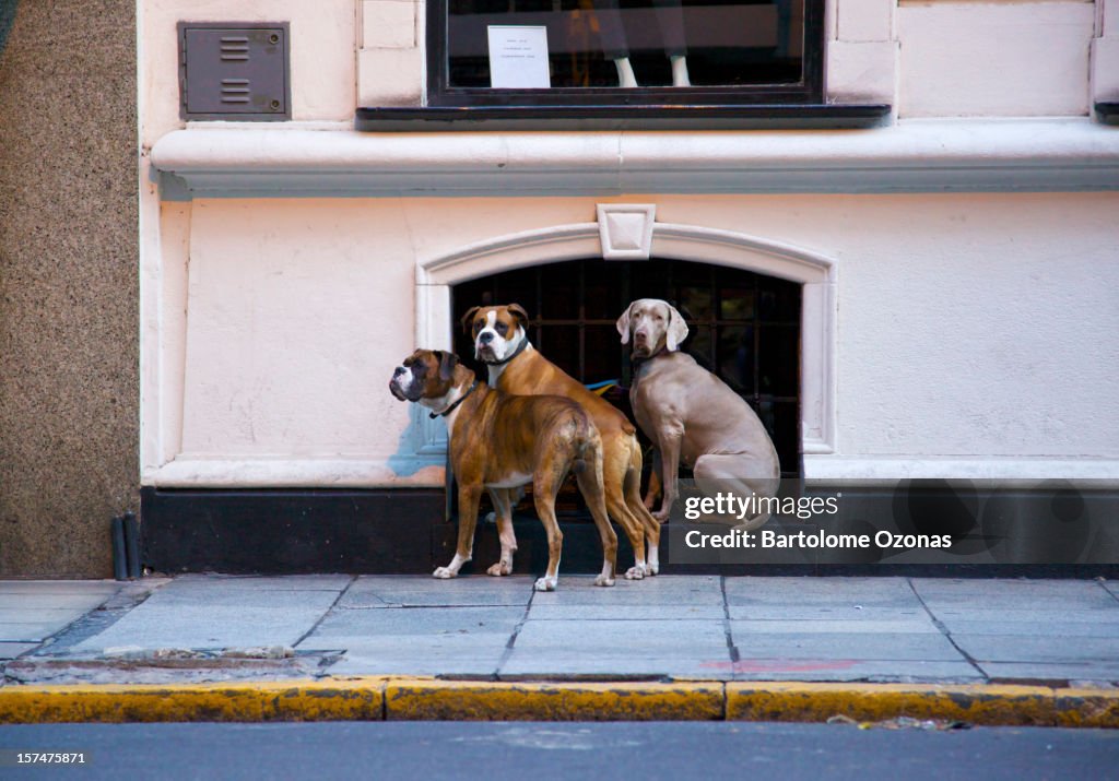 Three dogs waiting the dog-walker
