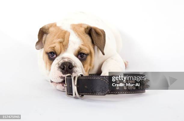 bulldog et col - spiked stock photos et images de collection