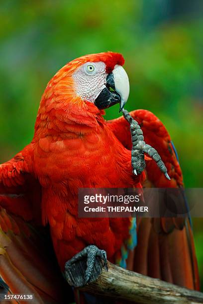 ibis macaws - scarlet macaw fotografías e imágenes de stock