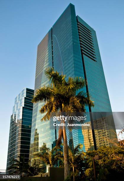 tropical urban miami - palm trees city stock pictures, royalty-free photos & images