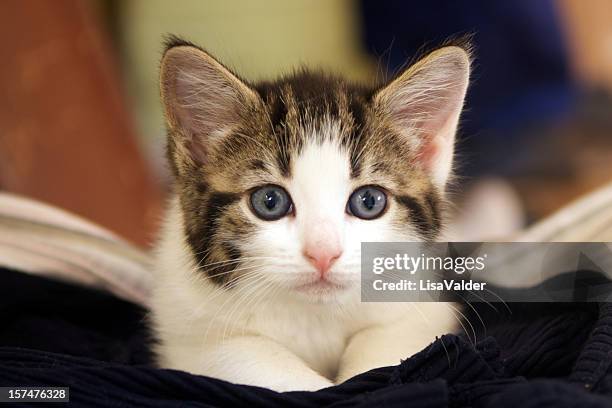 kitten - mixed breed cat stock pictures, royalty-free photos & images