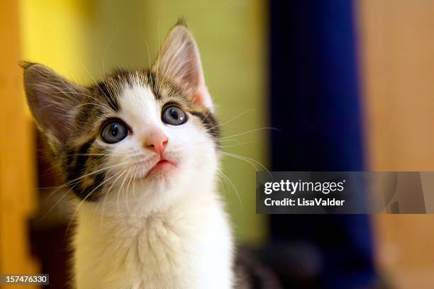 kitten facing up with a questioning facial expression - kitten stockfoto's en -beelden