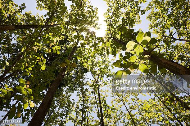 teak forest canopy. - teakboom stockfoto's en -beelden