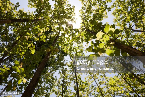 Teak forest canopy. Teak forest canopy.