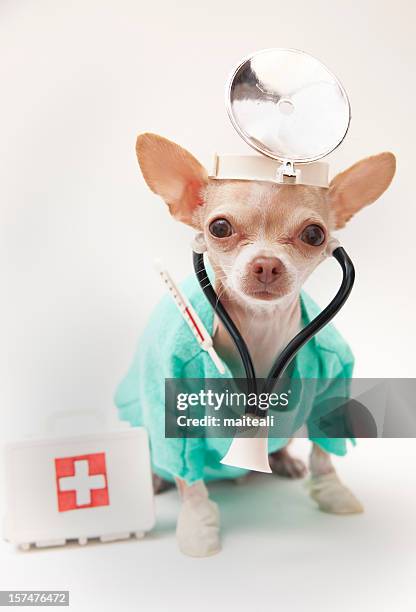 chihuahua vestito come un medico - chihuahua dog foto e immagini stock