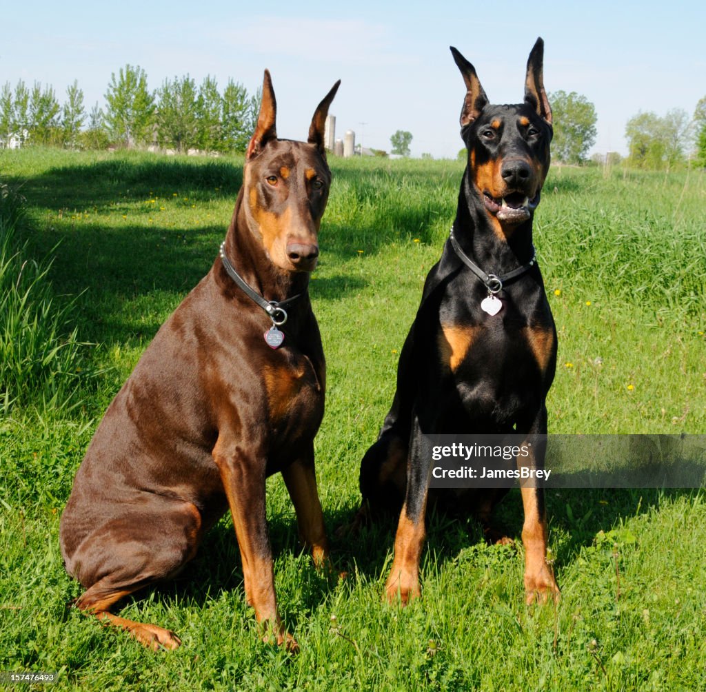 Good Dogs Sitting; Two Noble Dobermann Pinschers in Green Grass
