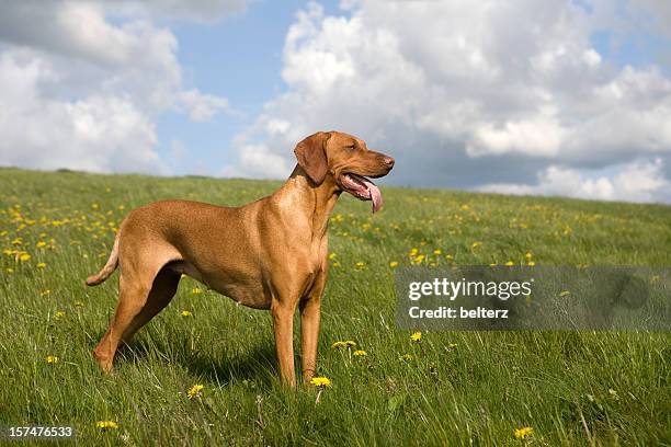 retriever - vizsla stock pictures, royalty-free photos & images