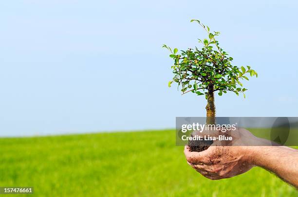 new life in hand - sapling stock pictures, royalty-free photos & images