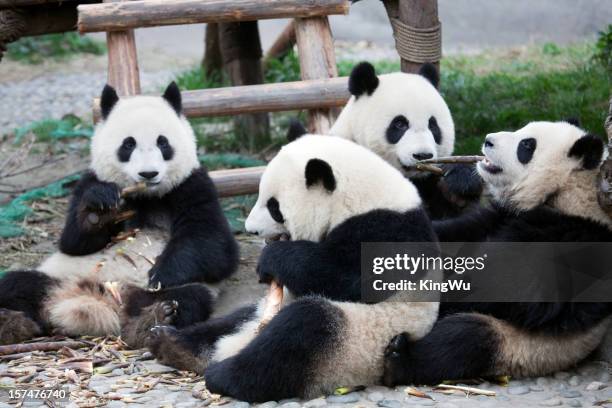 Panda Compaund 2,659 Group Of Panda Bears Stock Photos, High-Res Pictures, and Images ...