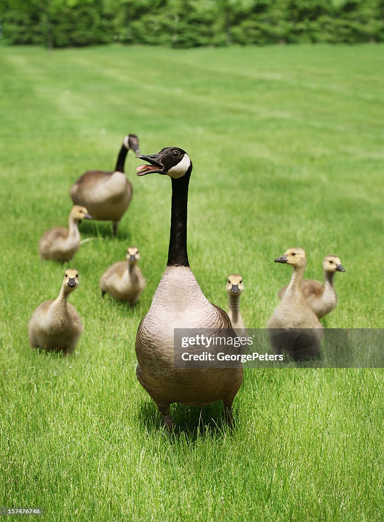 Protective Mother Goose